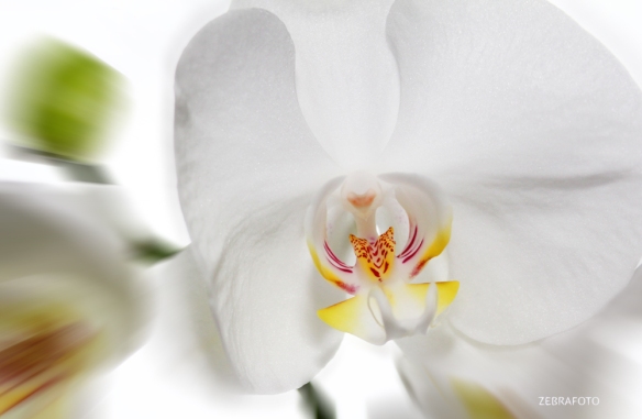 Ines Öhlinger Zebrafoto Orchidee web